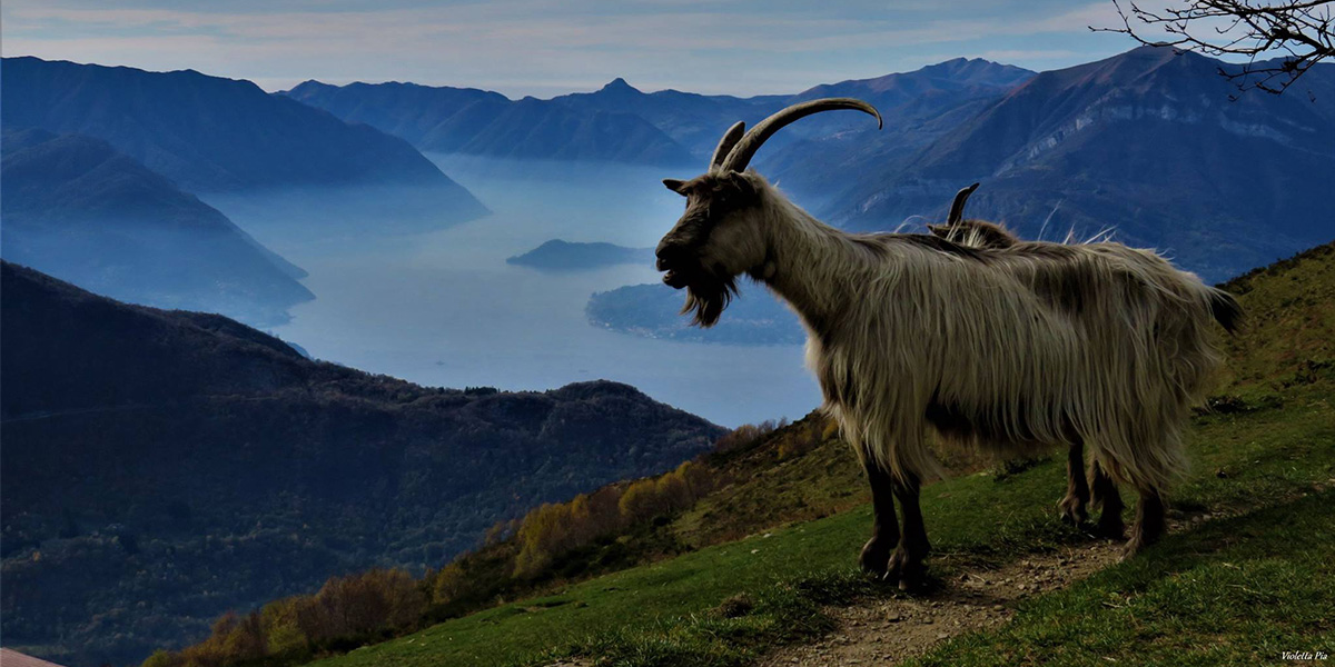Our inspiration: the mountain goat